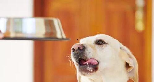 娱乐吃瓜酱狗吃鸡,狗吃鸡背后的娱乐风云